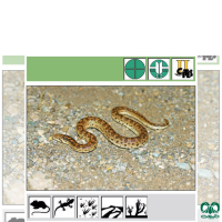 گونه کورمار معمولی Common Sand Boa